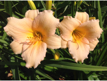 ���� ����