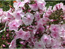 ����� ����� ������