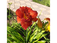 7� �������� �������� ��������. ���� 150�