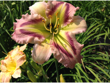 ������� ���� ����������