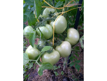 IMG 20210716 044357.jpg