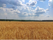 IMG 20210710 123732-01.jpeg