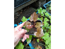 ����������� viber 2021-07-02 07-02-22-392.jpg