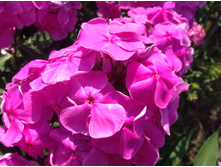 ����� ����