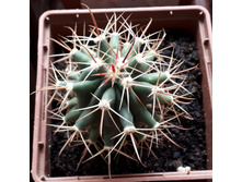 Ferocactus emoryi
