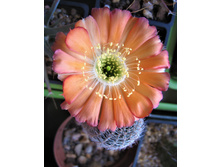 Lobivia rebutioides