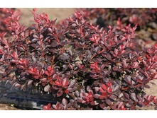 �������� ������������� -300 ���.  ����� 4-5 ����.