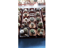 ����� ����