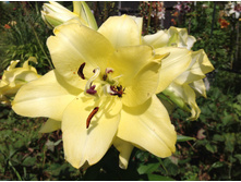 ����� ������� ���( ����� �����)