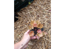 ����������� viber 2021-07-02 07-02-39-637.jpg