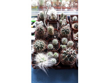 ����� ����_2