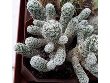Mammillaria vetula gracilis