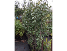 ����������� viber 2021-07-21 14-10-46-357.jpg