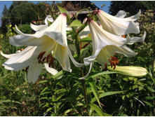 ����� ��� ��