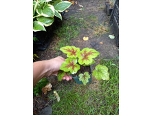 ����������� viber 2021-07-02 07-02-20-797.jpg