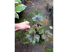 ����������� viber 2021-07-02 07-02-19-445.jpg