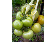 IMG 20210721 181656.jpg