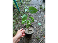 ����������� viber 2021-07-02 07-04-44-354.jpg