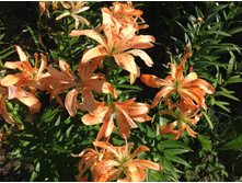 ����� ���� ��