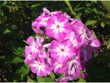 ������ ������