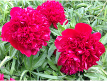 ��� ����