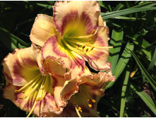 ������ ����