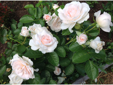 ���� ���� ����