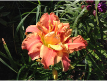 �������� �����