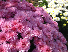 ����������� ������� ���� ���� 130��� (�2 -1��).jpg