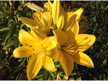 ����� �����