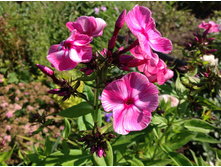 ������ "��������"