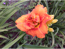 ������ ���