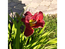 1� �������� Night Beacon. ���� 130�