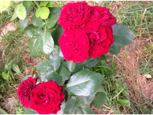 �����  �������  �����