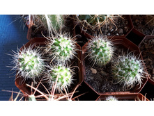 PARODIA �����