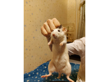 ������ 7.jpg