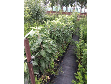 ����������� viber 2021-07-21 14-12-36-972.jpg