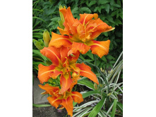 �������� ����� ������ ���������/FULVA KWANSO � �����. ���� �� 1 ����� 200�