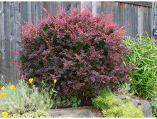 �������� �������������