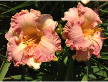 ��������� ����