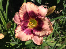 ������ �������