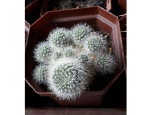 AYLOSTERA deminuta VG-1097