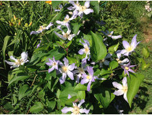 �������� (������������)