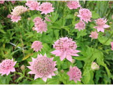 ��������� �����