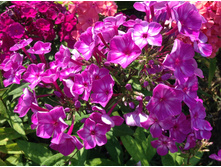 ���� ������