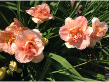 ����� �����