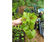 ����������� viber 2021-07-02 07-02-38-961.jpg