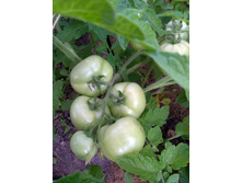 IMG 20210716 044421.jpg