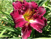 ������ ����