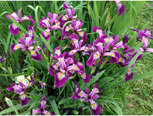 ������ ������